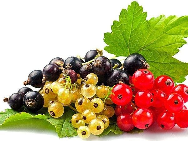 Рецепти с касис
