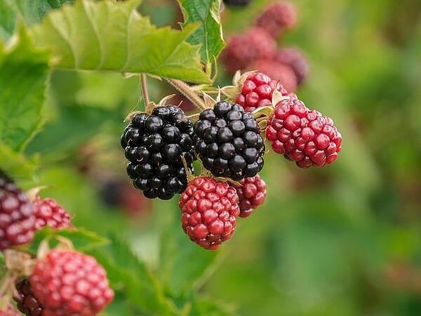 Blackberry (къпина): използване в традиционната медицина