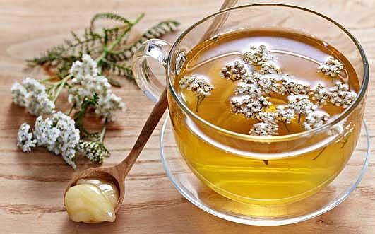 ГОРЧИВИТЕ БИЛКИ – ФИТОСТЕРОИДИ, АДАПТОГЕНИ И АНТИОКСИДАНТИ