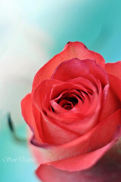 Кралица сред цветята