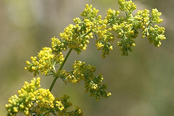 ЕНЬОВЧЕ – СРЕД НАЙ-ДОБРИТЕ БИЛКИ ЗА ЩИТОВИДНАТА НИ ЖЛЕЗА