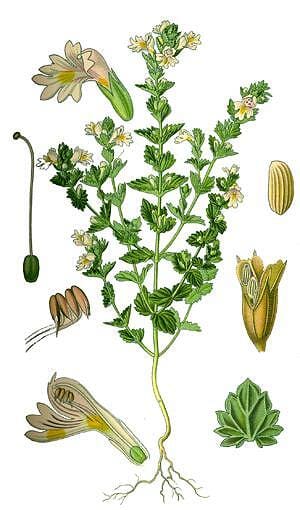 БИЛКАТА ЗА ОЧИ