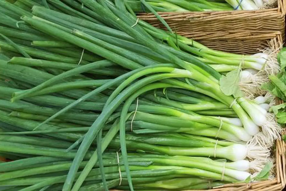 Зелен лук за вашето здраве. Полезни свойства