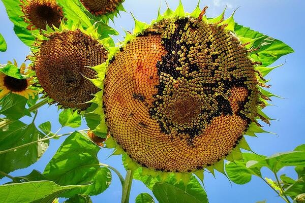 Ползите от слънчогледовите семки. Намалете кръвното налягане и холестерола.