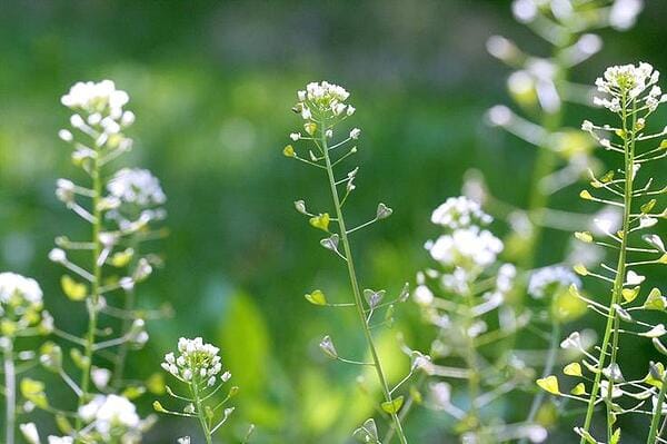 Овчарска торбичка - приложение и полезни характеристики.
