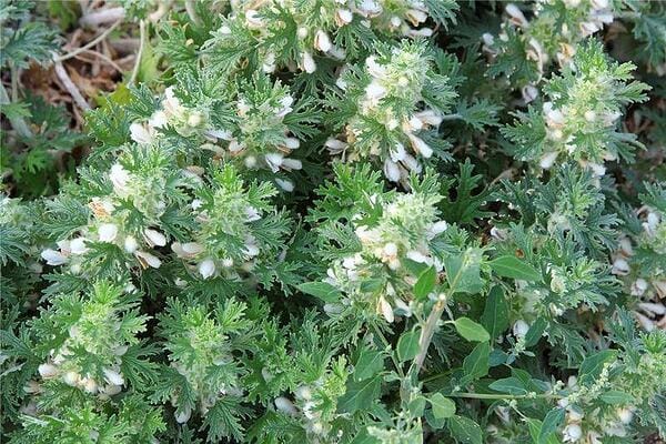 Панцерия. Полезни свойства и приложение на вълнена панцерия