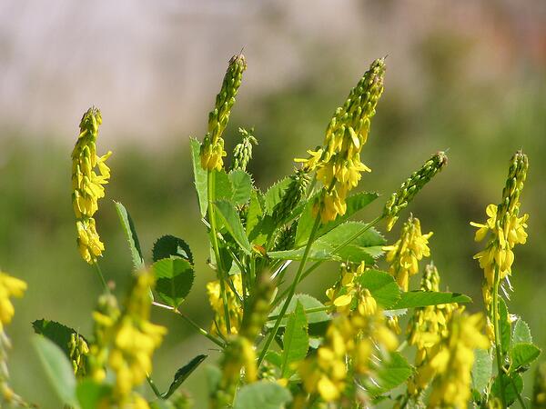 Жълтата комунига (Melilotus officinalis) Сладка детелина