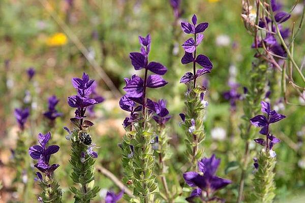 Лечение със Салвия (градински чай). Най-добрите рецепти със Salvia