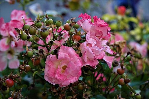 Използването на шипки за различни заболявания