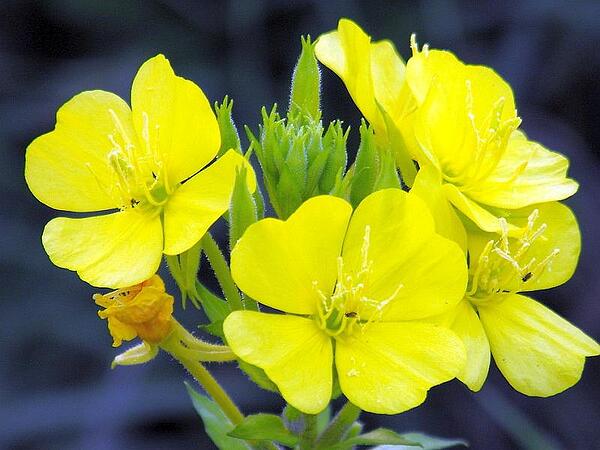 Маслото от вечерна иглика намалява болката при ПМС и повишава плодовитостта