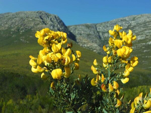 Хънибуш – билката, природен аналог на инсулина