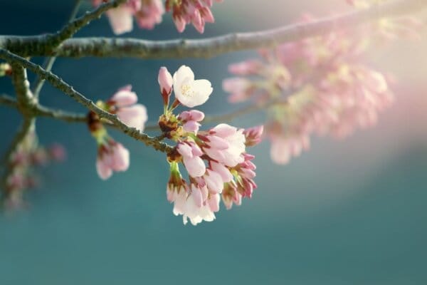 ☀ СИЛАТА НА ПРОЛЕТНИТЕ ПЪПКИ ОТ ДРЪВЧЕТАТА 🌿