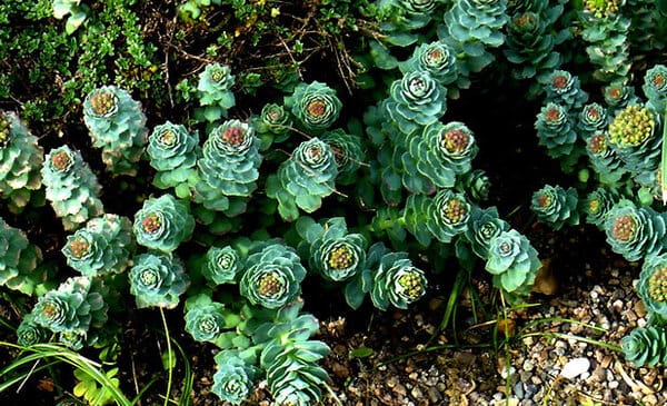 Безценната билка розова родиола – лекува сърце, лекува разширени вени, дарява ен