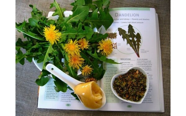 Глухарчето - нашенската рукола!