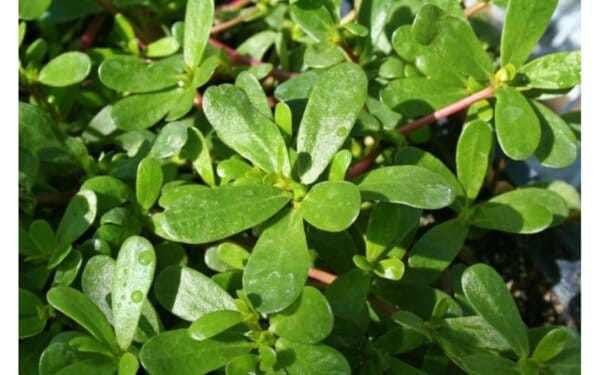 ТУЧЕНИЦАТА – ПЛЕВЕЛ ИЛИ БИЛКА И СУПЕРХРАНА?