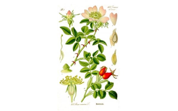 ШИПКИ - ЗА МЛАДО СЪРЦЕ И ЛИЦЕ! ...ЧАСТ 2