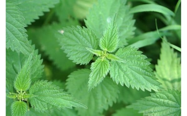 КОПРИВА - пари, но цери!