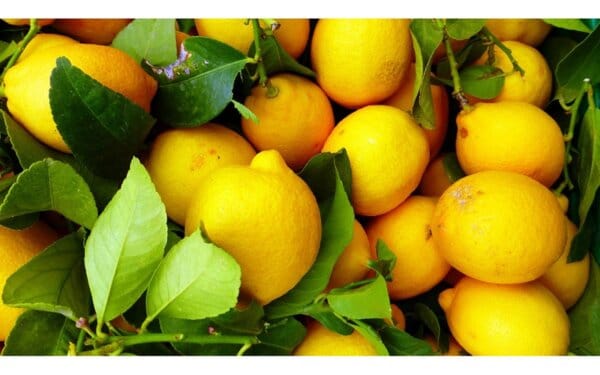 Студен чай "Свежо утро"