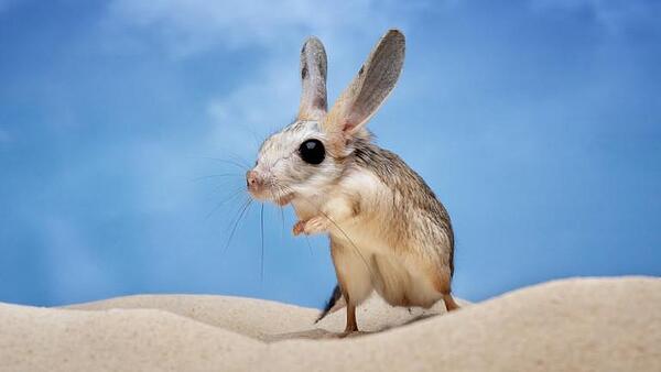 В ЛЕТНИЯ СЕЗОН - ПАЗЕТЕ СЕ ОТ МОРСКИ ОТИТ