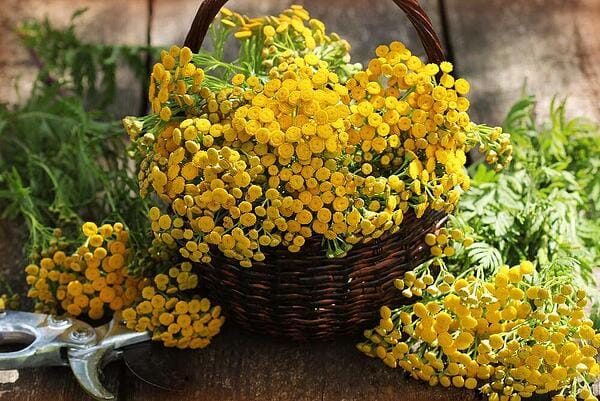 Вратига - полезни свойства и противопоказания