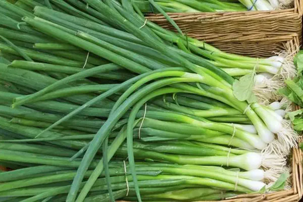 Зелен лук за вашето здраве. Полезни свойства