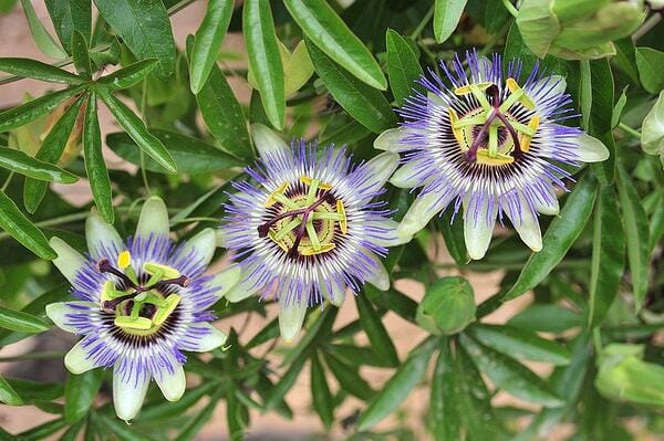 Пасифлора (Passiflora). Полезни свойства