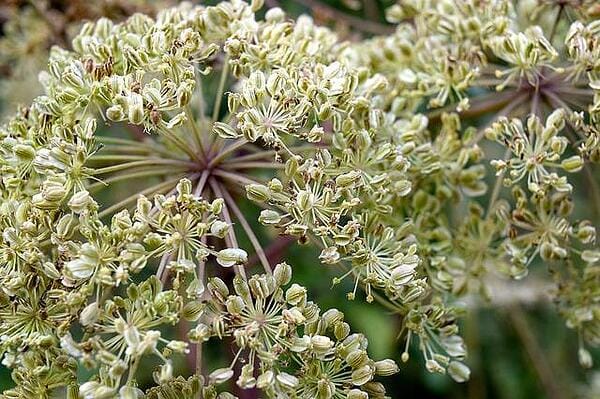 Ангелика, лечебна пищялка, действие и приложение на билката