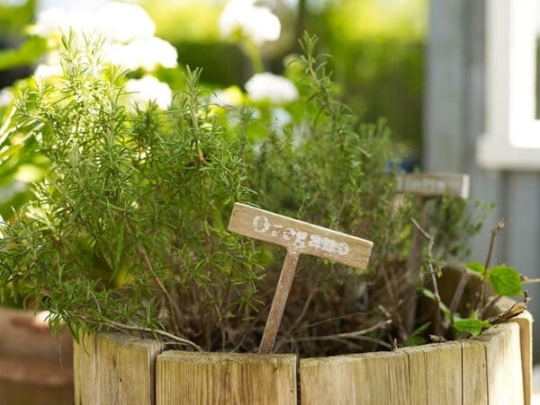 Риган – за енергия и силен имунитет