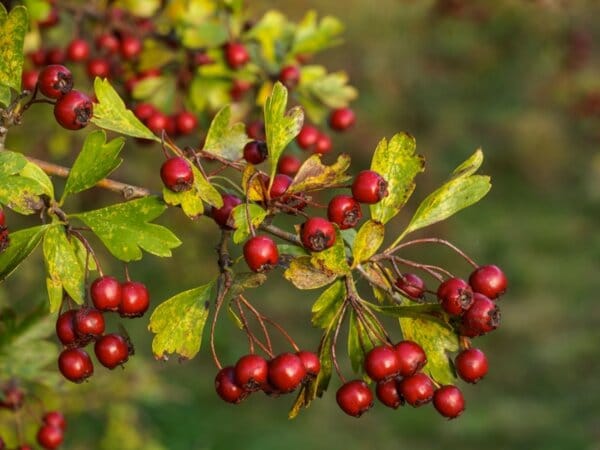 Какво прави глога толкова полезна билка?