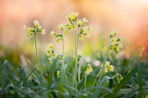 Лечебна иглика – първата пролетна билка вече цъфти