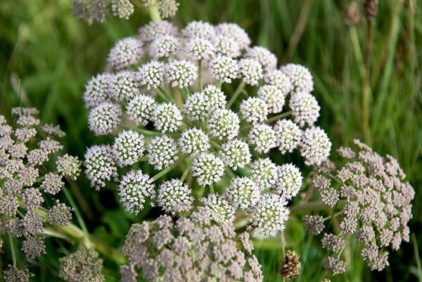 Анасон – помага при кашлица и стомашно-чревни проблеми