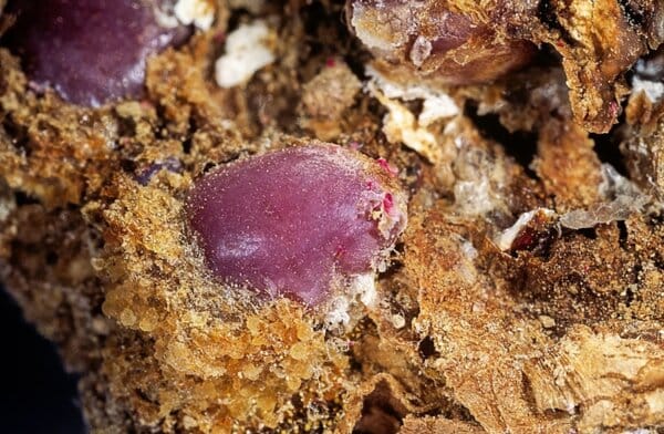 Най-ефективните рецепти за лечение на бъбречни кисти с народни средства