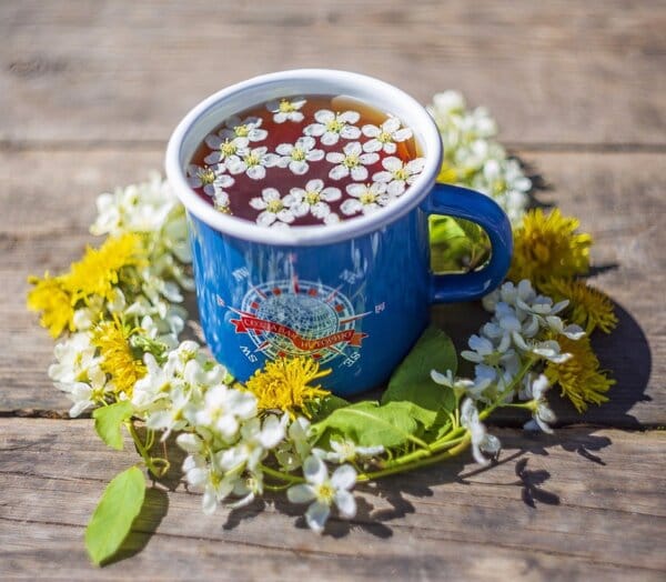 Чаят от глухарче убива раковите клетки и предпазва здравите от инфекция! Доказан