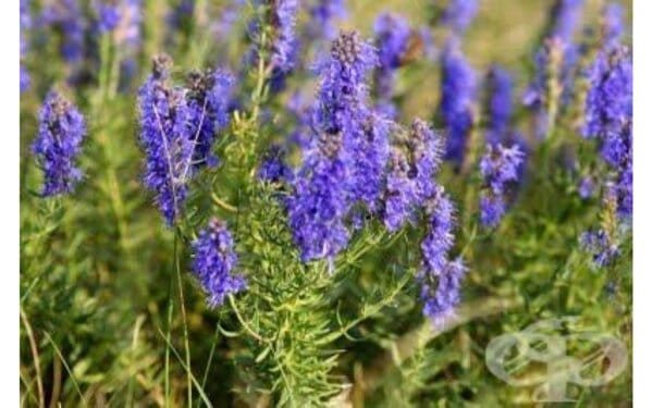 ЛЕЧЕБНИЯТ ИСОП