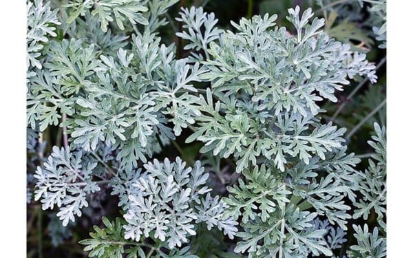 Пелинът – българския женшен