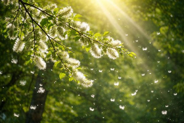 Билки срещу алергии –  природни антихистамини